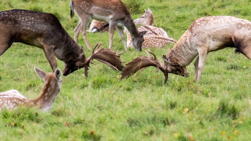 Bucks Rutting at Charlecote Park, Warwickshire